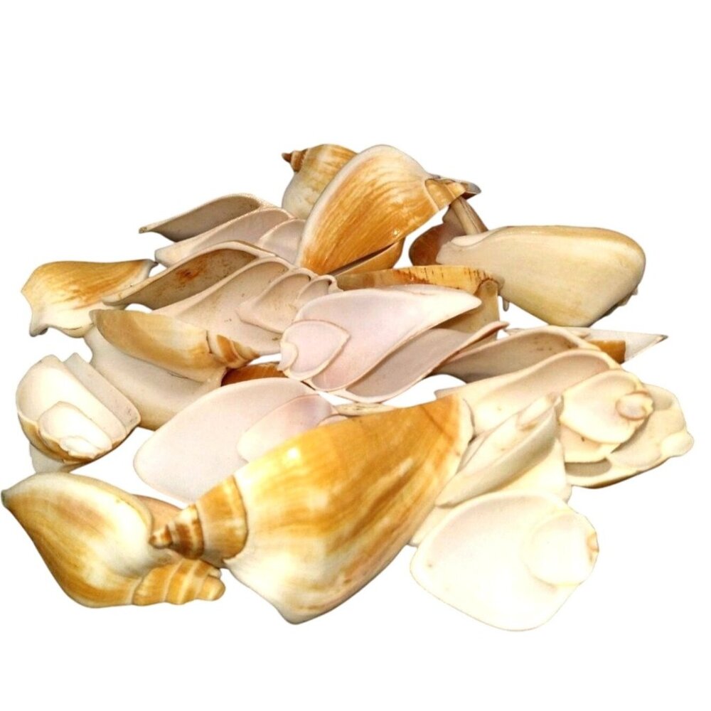 Vintage Canarium Half Cut Shells 21 Pieces For Crafts & Collectors